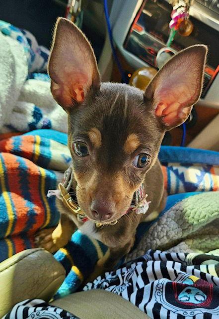 Phoebe, Adopted, Young Female Chihuahua.