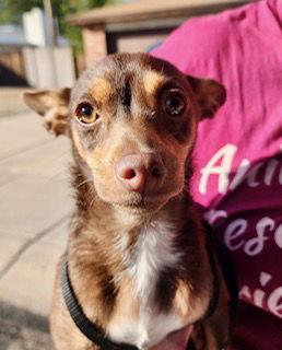 Enlarge Phoebe, a Adopted Chihuahua in Mesa, AZ image 3/3