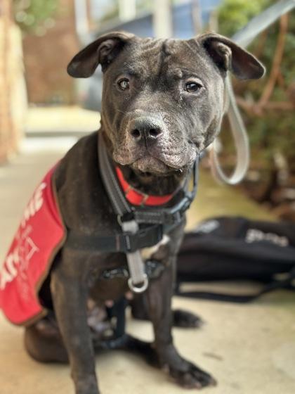 Tilly — thumbnail 2