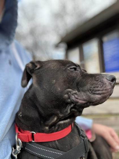 Tilly — thumbnail 3