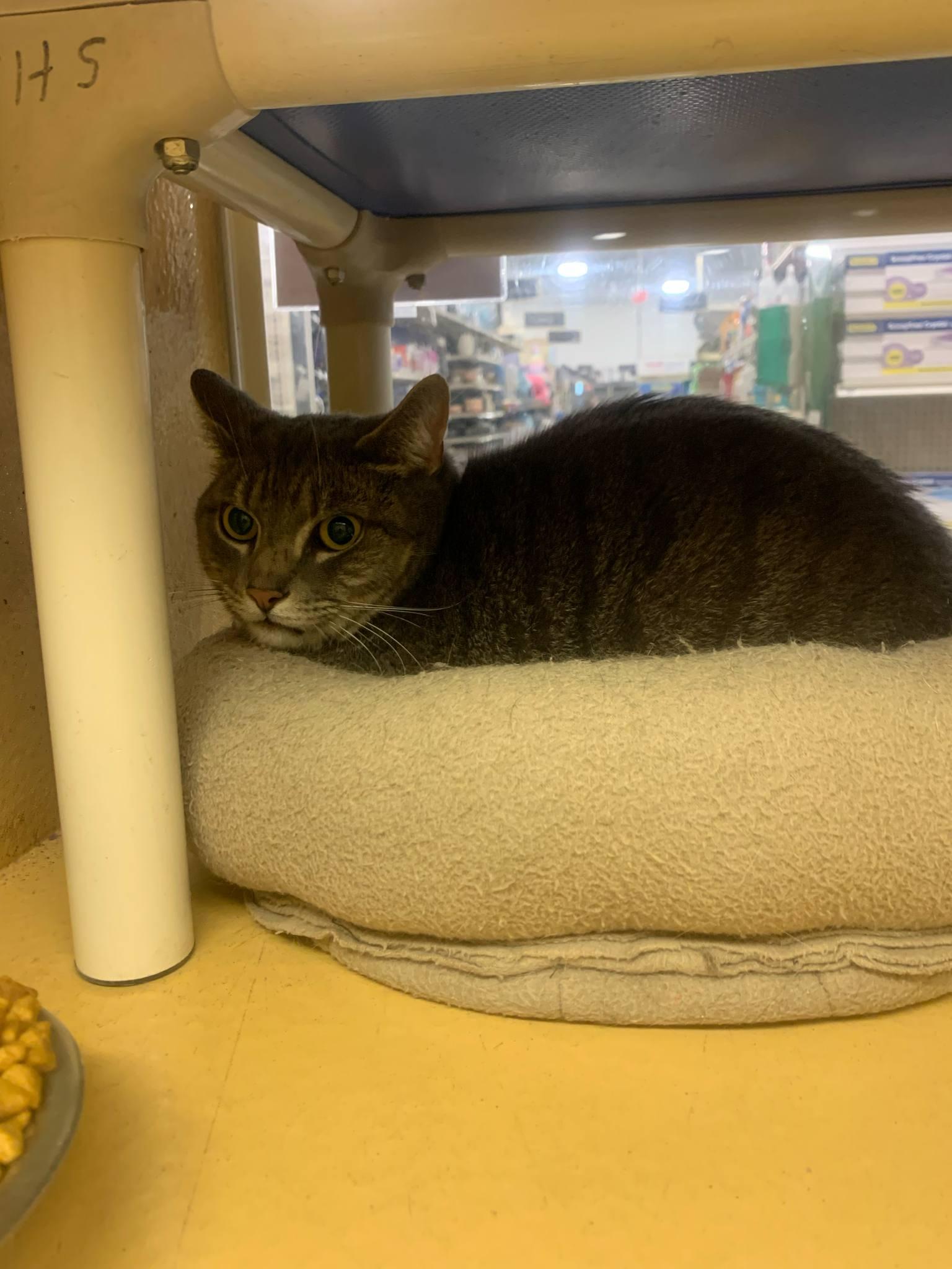 Shy, Adult Male Domestic Short Hair