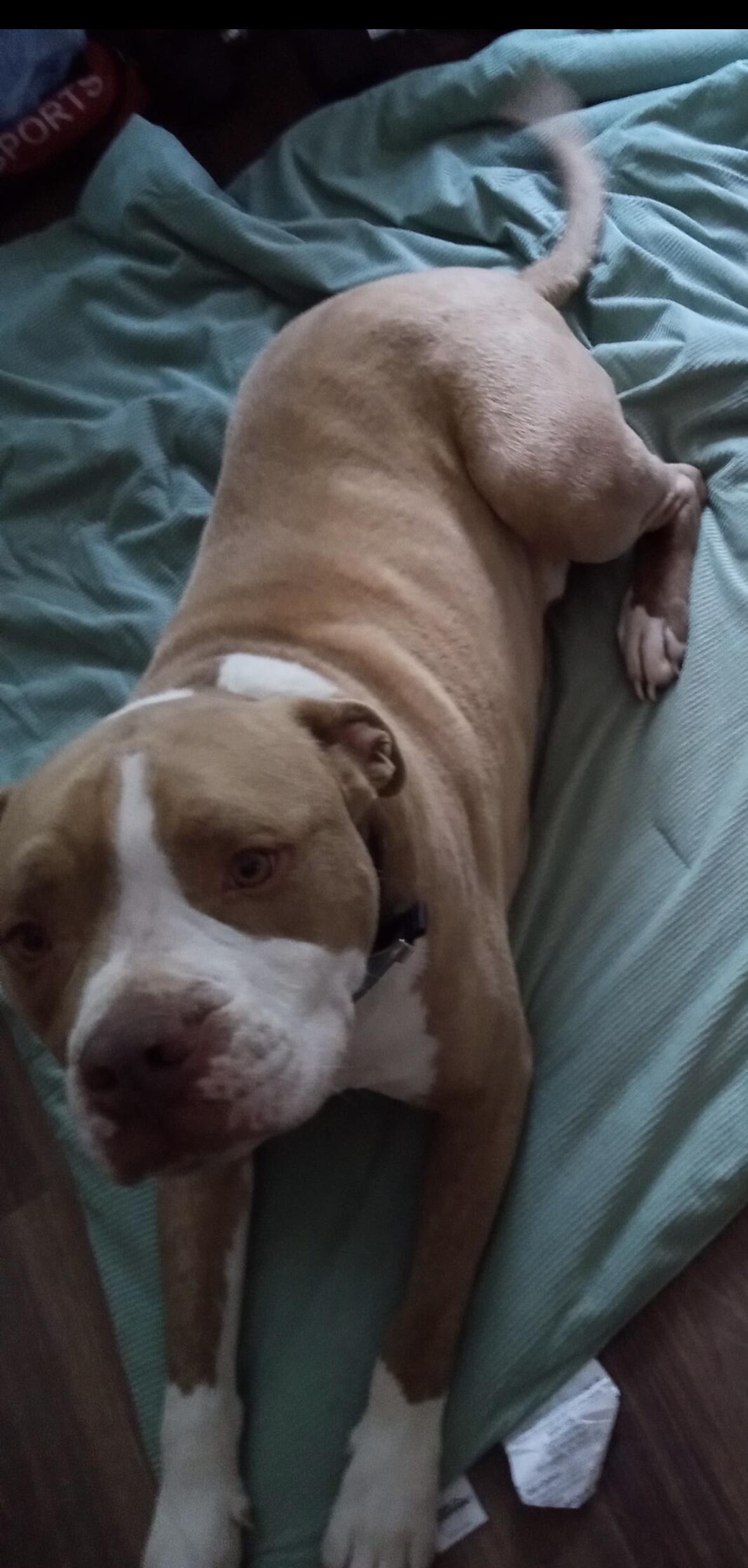 Odin, Adoptable, Adult Male American Staffordshire Terrier.