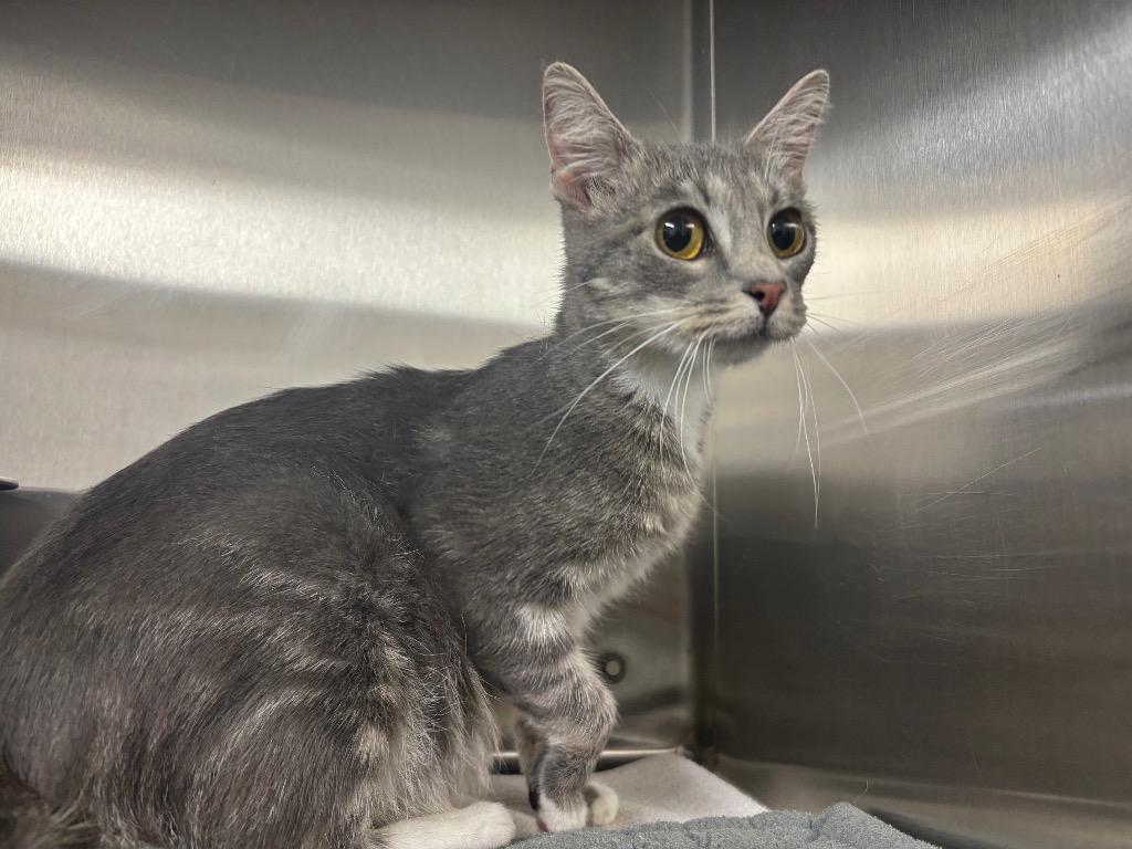 Popo, Adoptable, Young Female Domestic Short Hair.