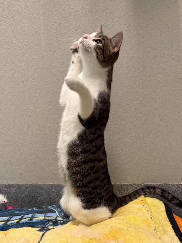 Lilio, Adoptable, Adult Female Domestic Short Hair.