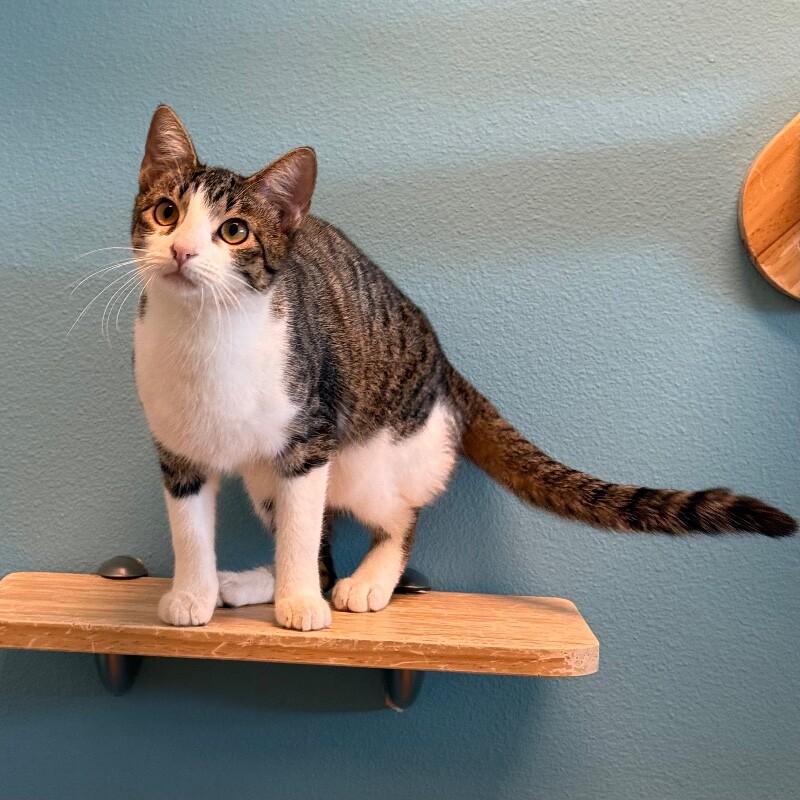 Enlarge Lilio, a Adoptable Domestic Short Hair in Fort Collins, CO image 2/6