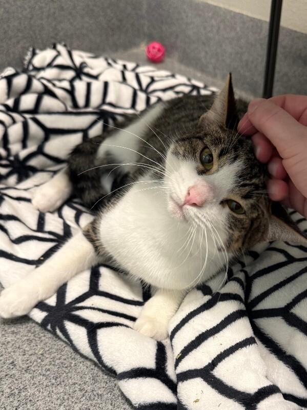 Enlarge Lilio, a Adoptable Domestic Short Hair in Fort Collins, CO image 3/6