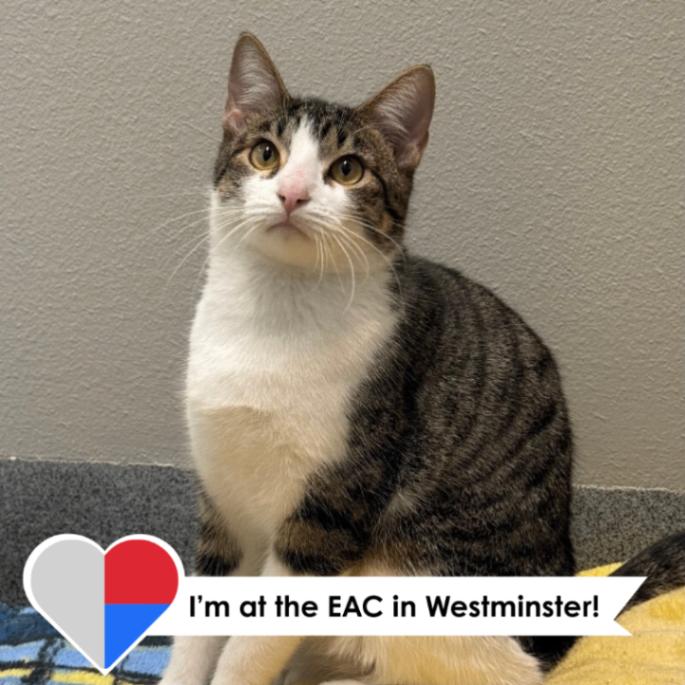 Enlarge Lilio, a Adoptable Domestic Short Hair in Fort Collins, CO image 4/6