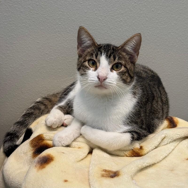 Enlarge Lilio, a Adoptable Domestic Short Hair in Fort Collins, CO image 5/6