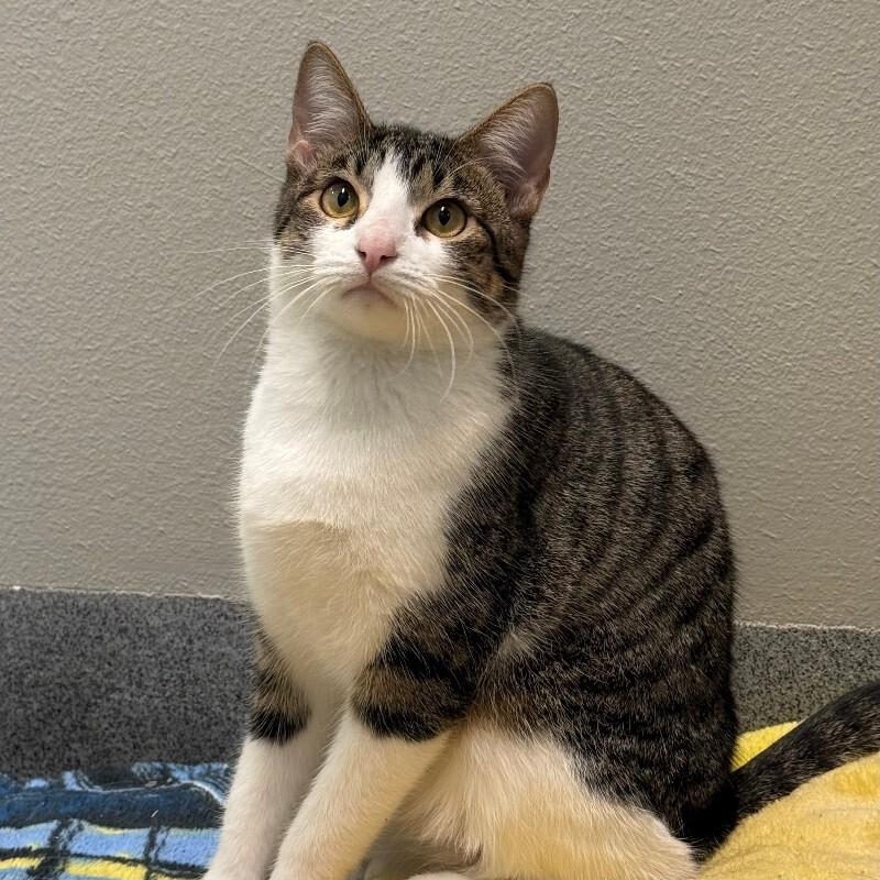 Enlarge Lilio, a Adoptable Domestic Short Hair in Fort Collins, CO image 6/6