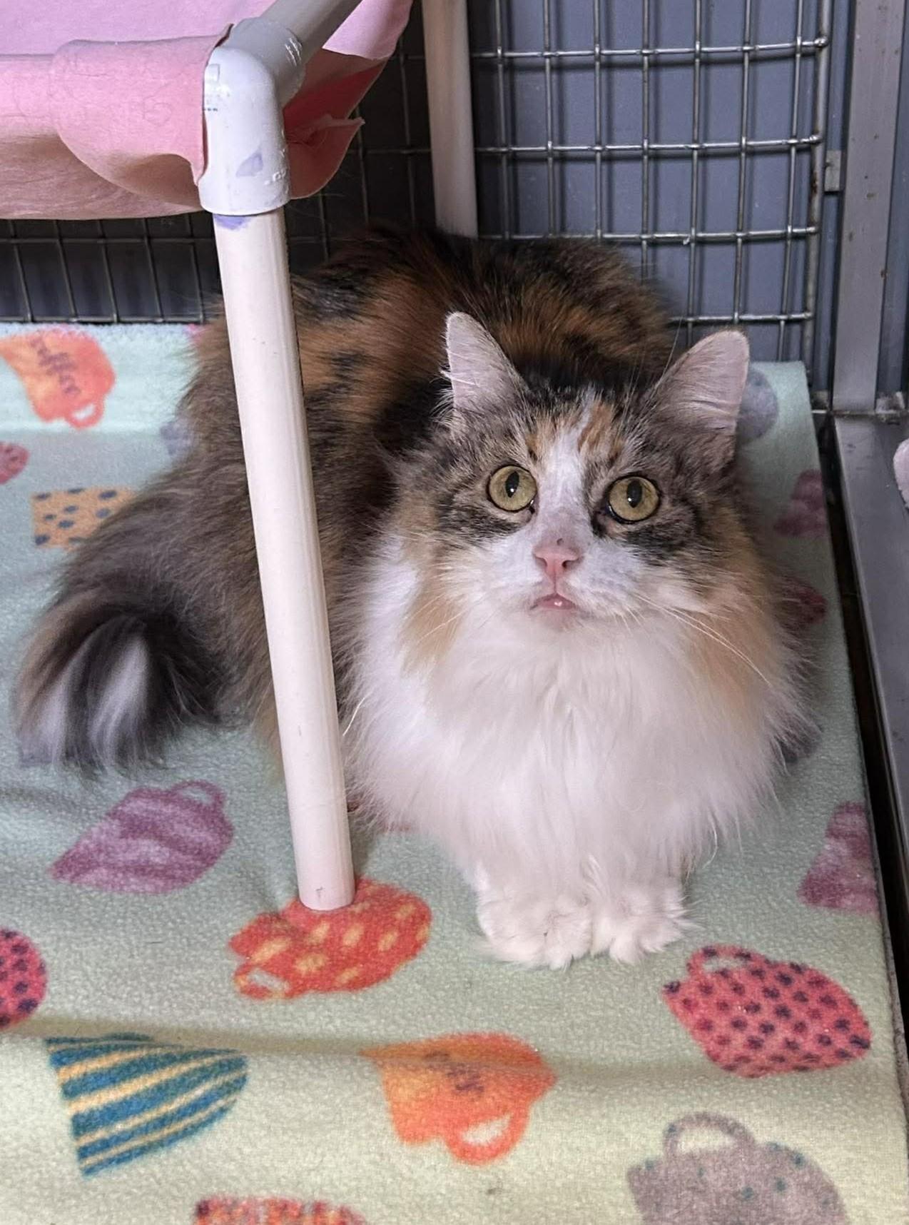 Enlarge Amaryllis, a ADOPTABLE mixed breed in Maryville, MO image 1/4