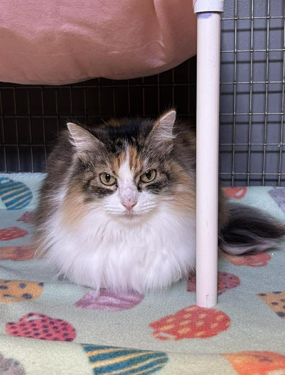 Enlarge Amaryllis, a ADOPTABLE mixed breed in Maryville, MO image 2/4