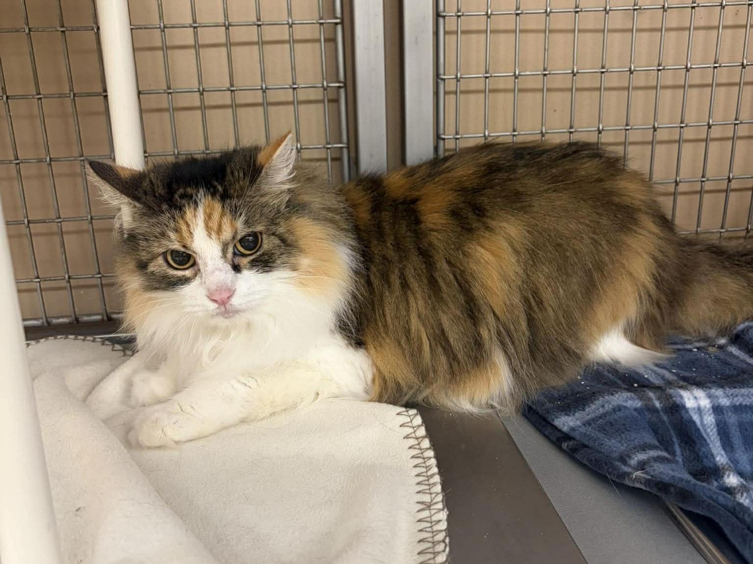 Amaryllis, ADOPTABLE, Senior Female Domestic Long Hair.