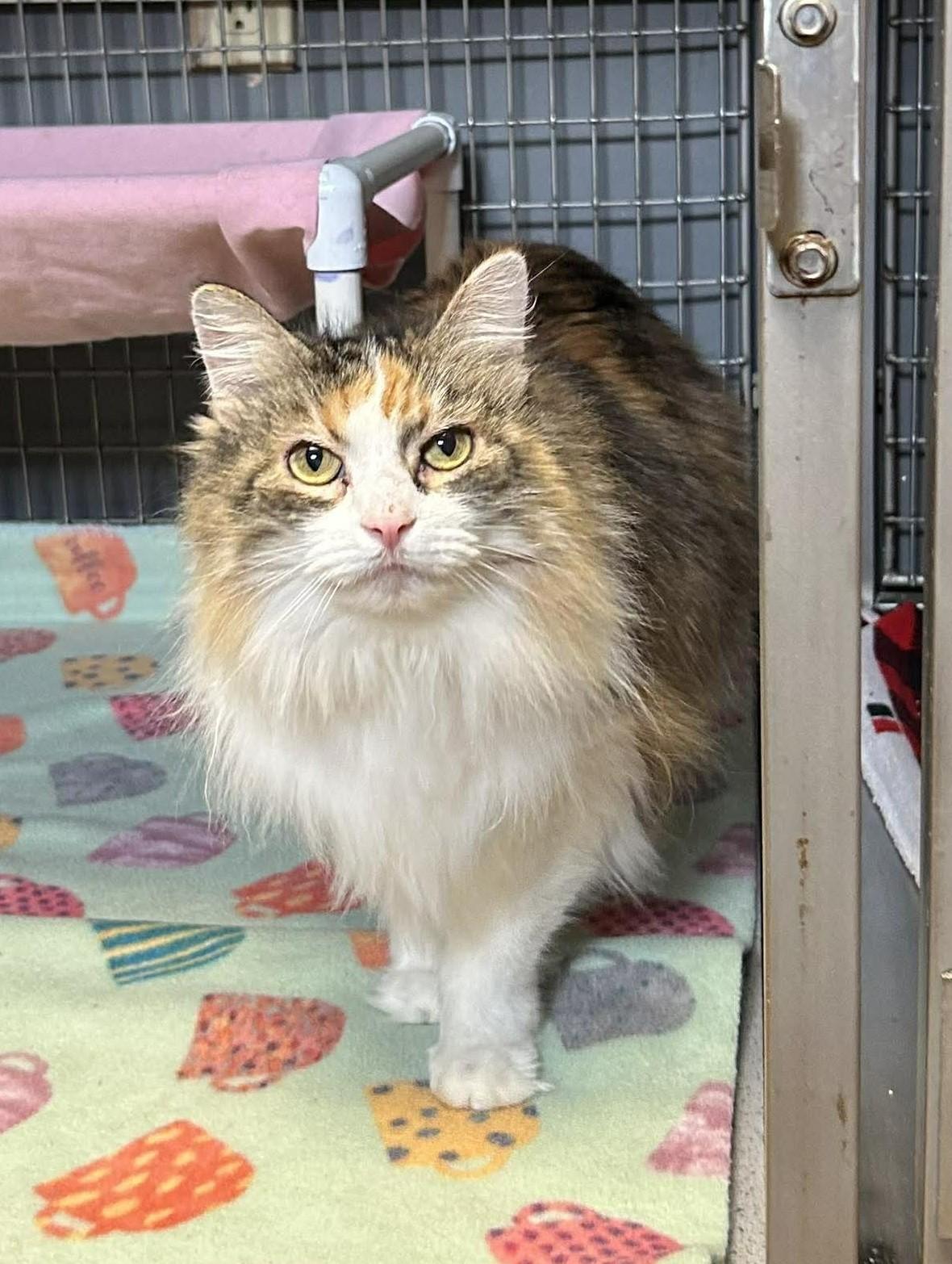Enlarge Amaryllis, a ADOPTABLE mixed breed in Maryville, MO image 4/4