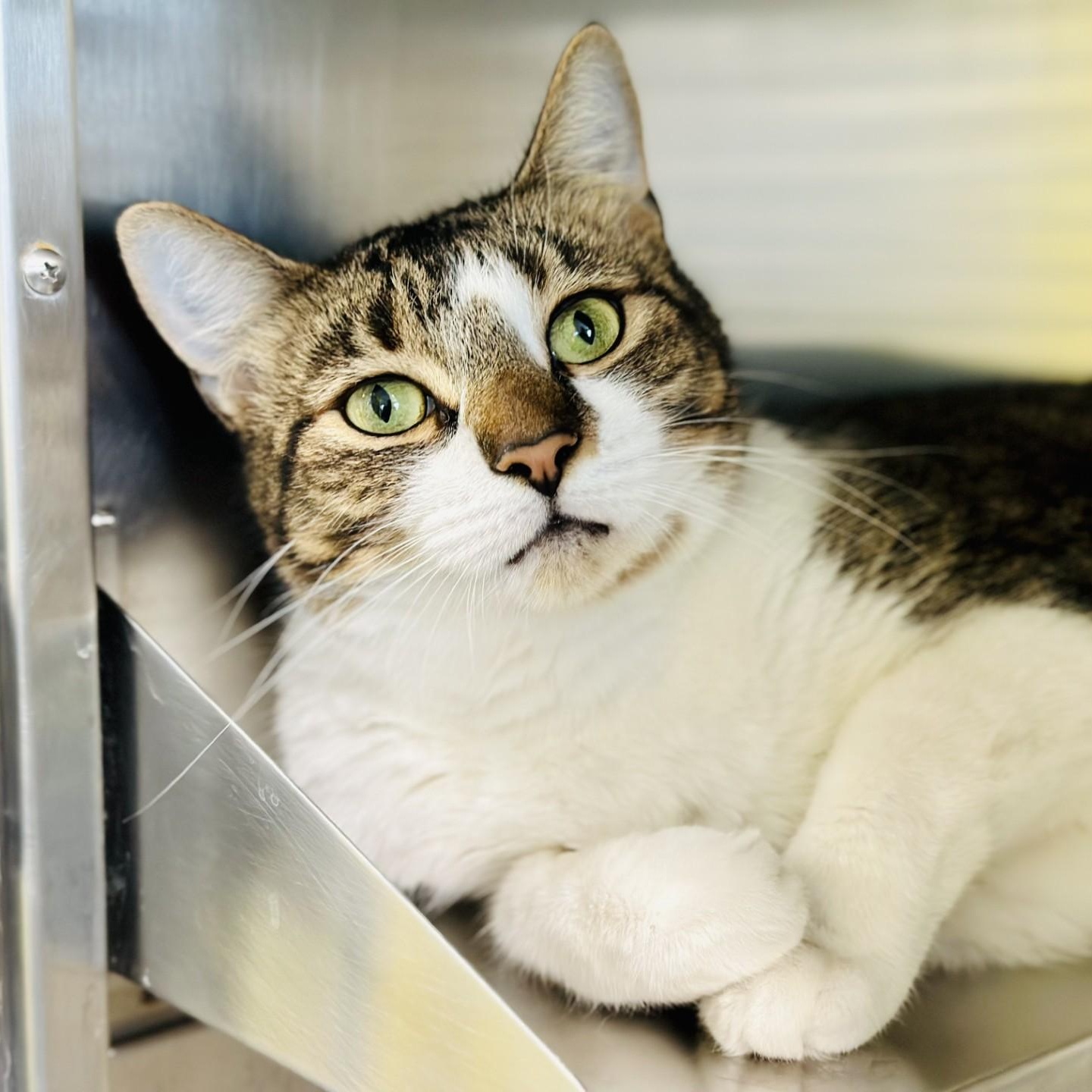 Enlarge Queen Bee, a ADOPTABLE Domestic Short Hair in Jackson, NJ image 1/2