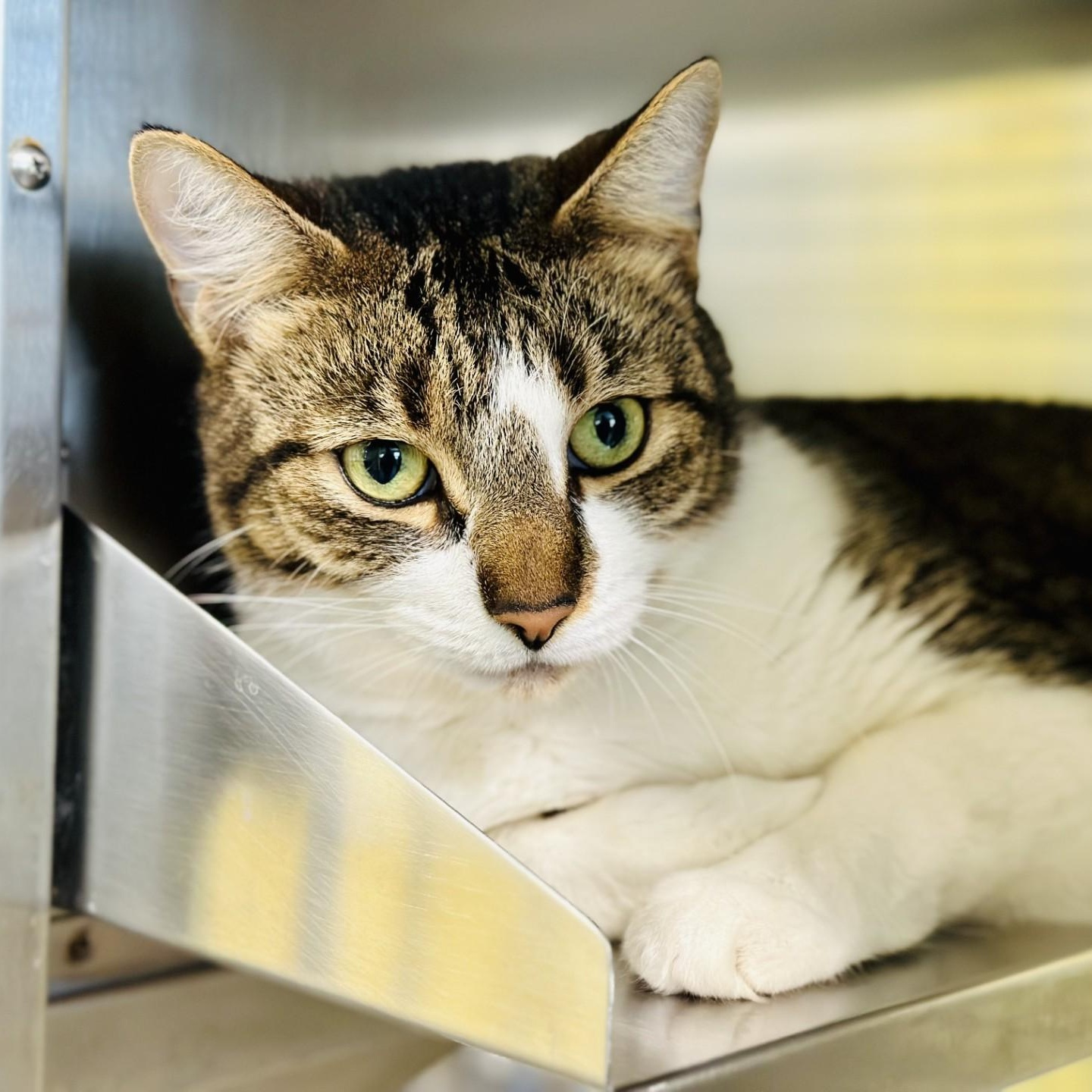 Enlarge Queen Bee, a ADOPTABLE Domestic Short Hair in Jackson, NJ image 2/2