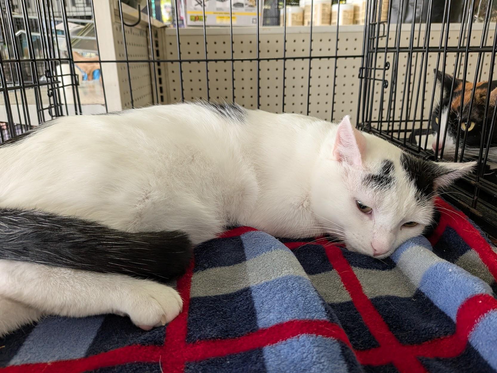 Enlarge Jackson, a Adoptable Domestic Short Hair in Eugene, OR image 4/5
