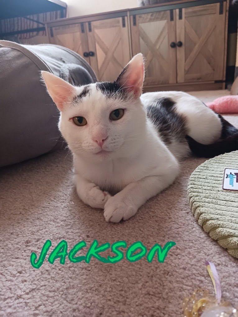 Enlarge Jackson, a Adoptable Domestic Short Hair in Eugene, OR image 5/5