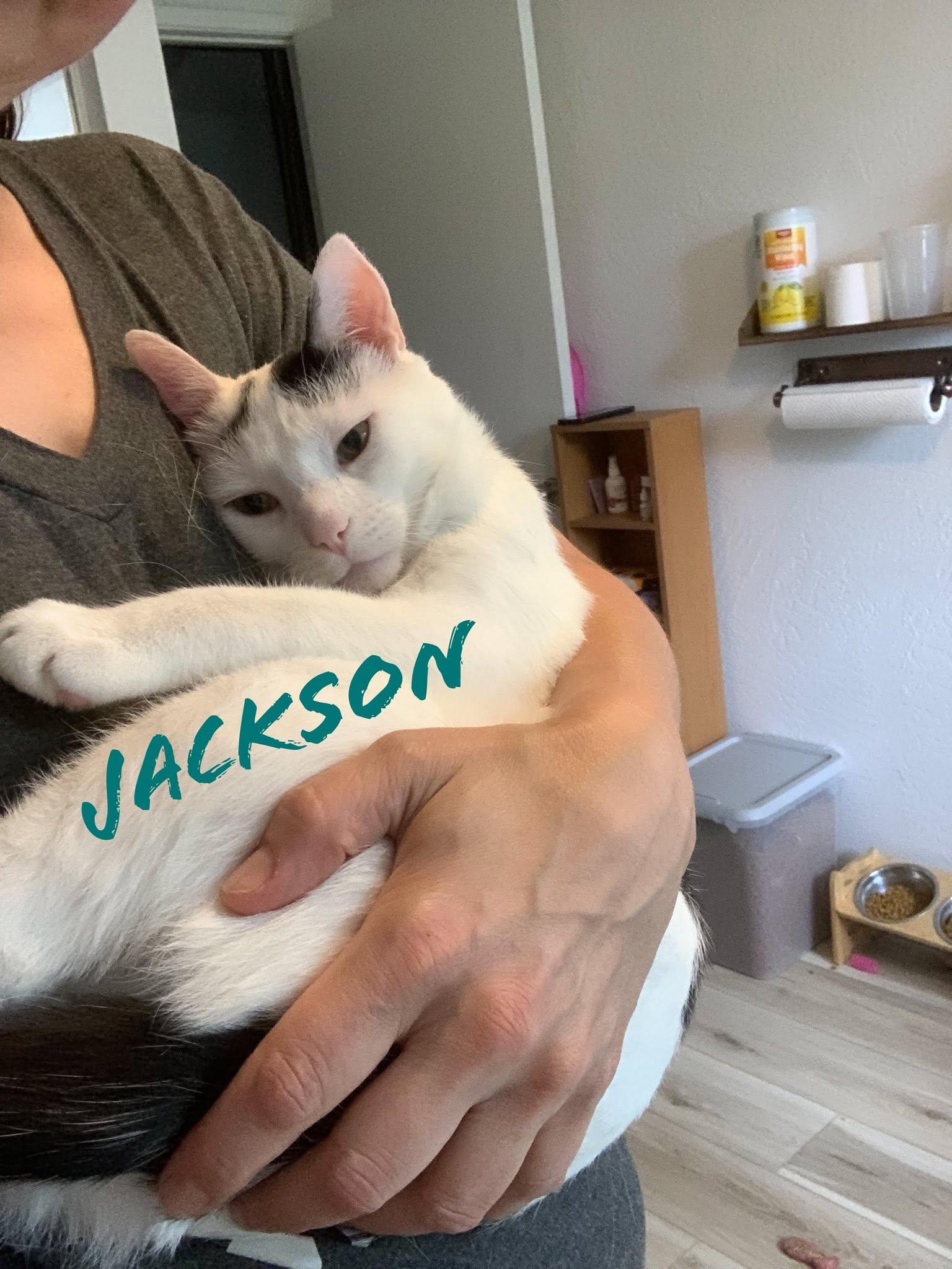Enlarge Jackson, a Adoptable Domestic Short Hair in Eugene, OR image 2/5
