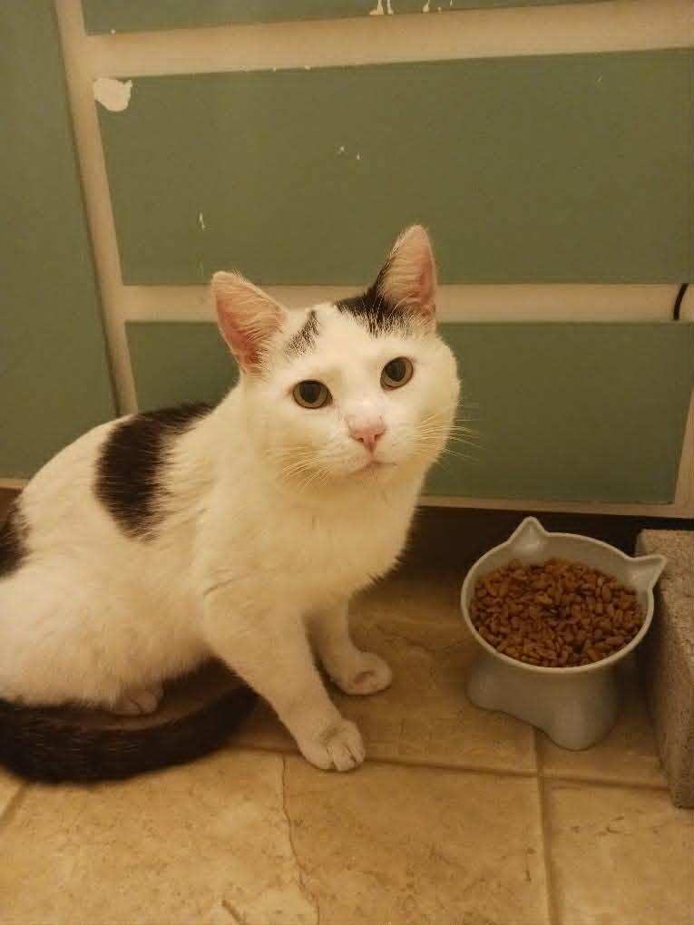 Jackson, Adoptable, Adult Male Domestic Short Hair.