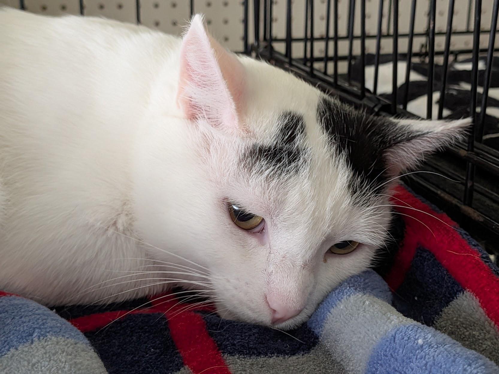 Enlarge Jackson, a Adoptable Domestic Short Hair in Eugene, OR image 3/5