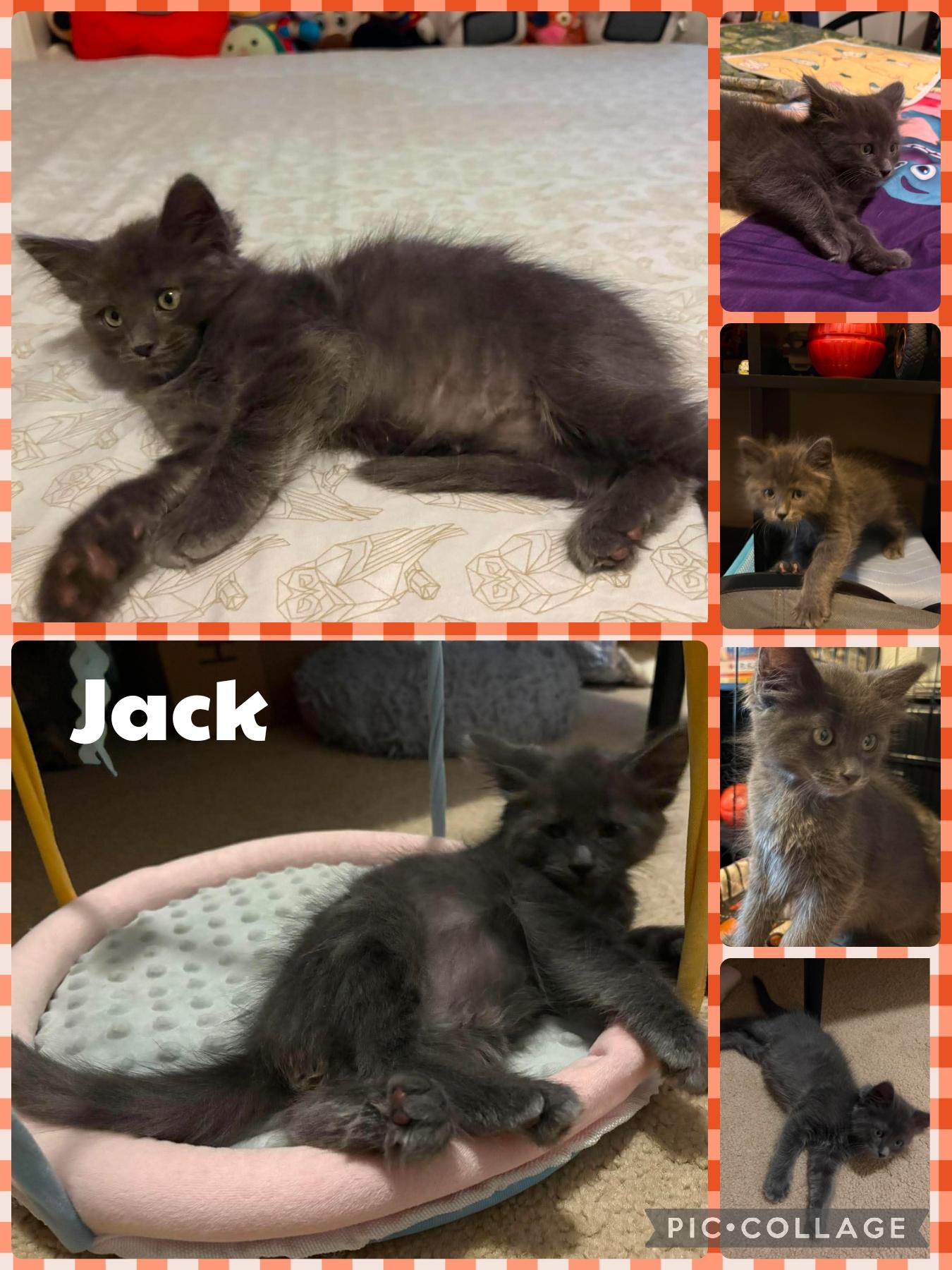 Enlarge Jack, an adopted Domestic Short Hair in Newberg, OR image 1/1