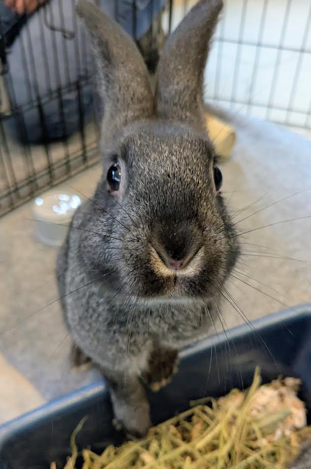 Sally Ride, a Adoptable mixed breed in Bellingham, WA image 5/5