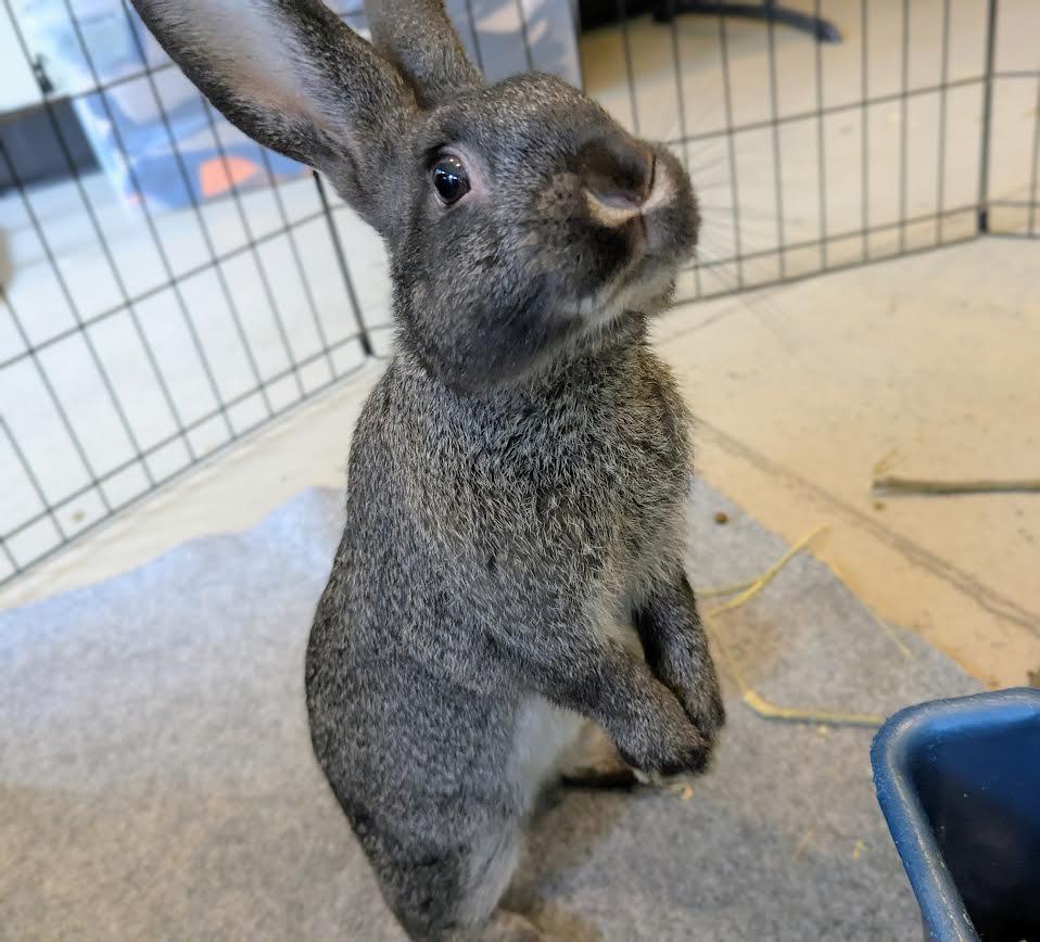 Sally Ride, a Adoptable mixed breed in Bellingham, WA image 4/5