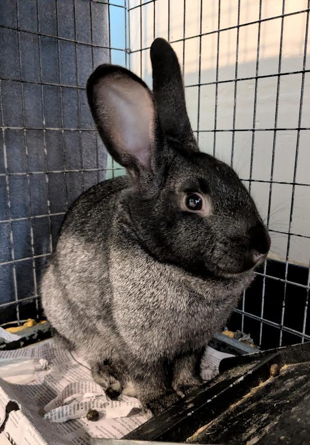 Sally Ride, Adoptable, Young Female Silver & Silver Marten.