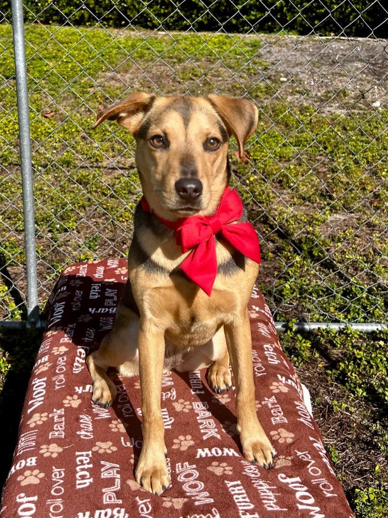 Lucky Charms (Sasha), Adoptable, Young Female Miniature Pinscher & Mixed Breed.
