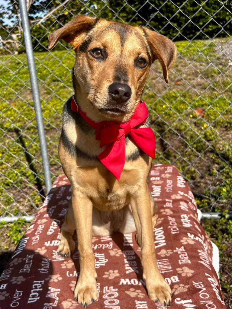 Enlarge Lucky Charms (Sasha), a Adoptable mixed breed in Cape Coral, FL image 4/4