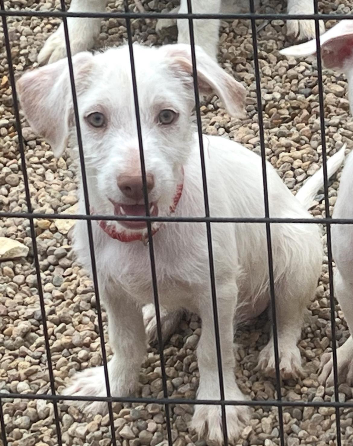 Jeremiah, Adoptable, Puppy Male Chihuahua & Terrier.