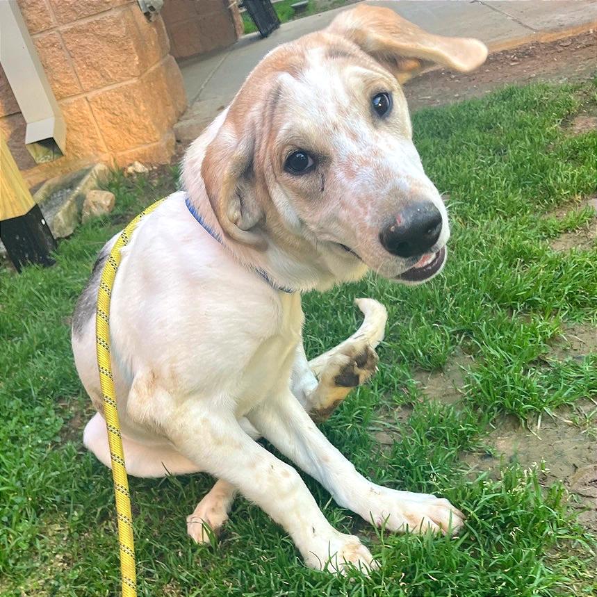 French Toast — thumbnail 2