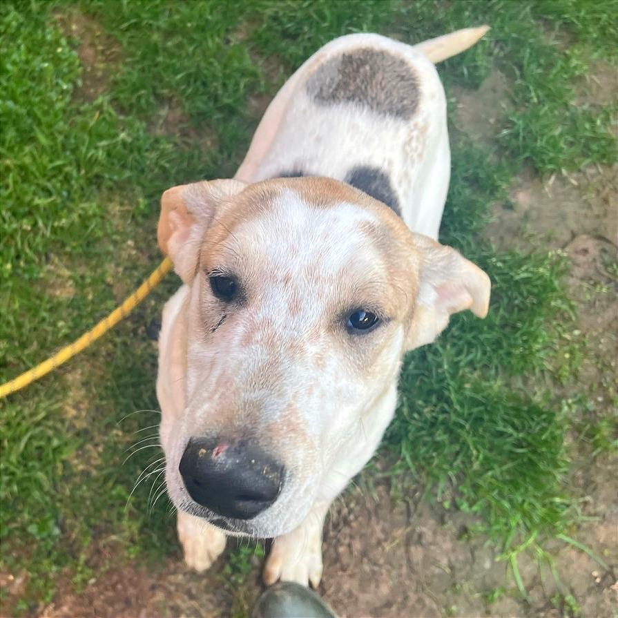 French Toast — thumbnail 3