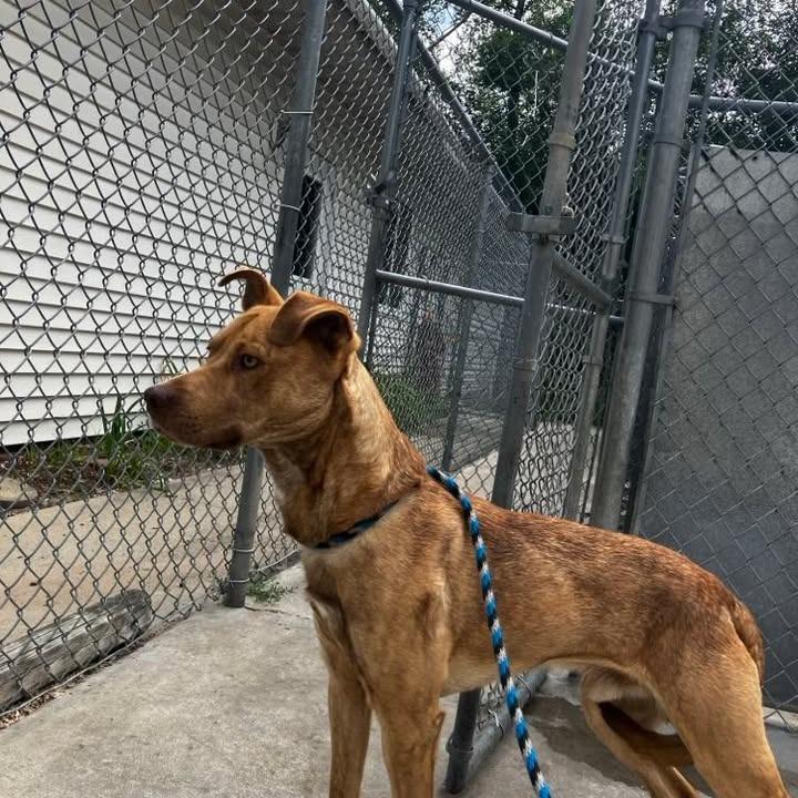 Milo, Adoptable, Adult Male Labrador Retriever.