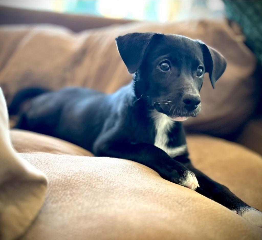 Enlarge Yellow(Trudy), a Adoptable mixed breed in Columbia, IL image 2/2