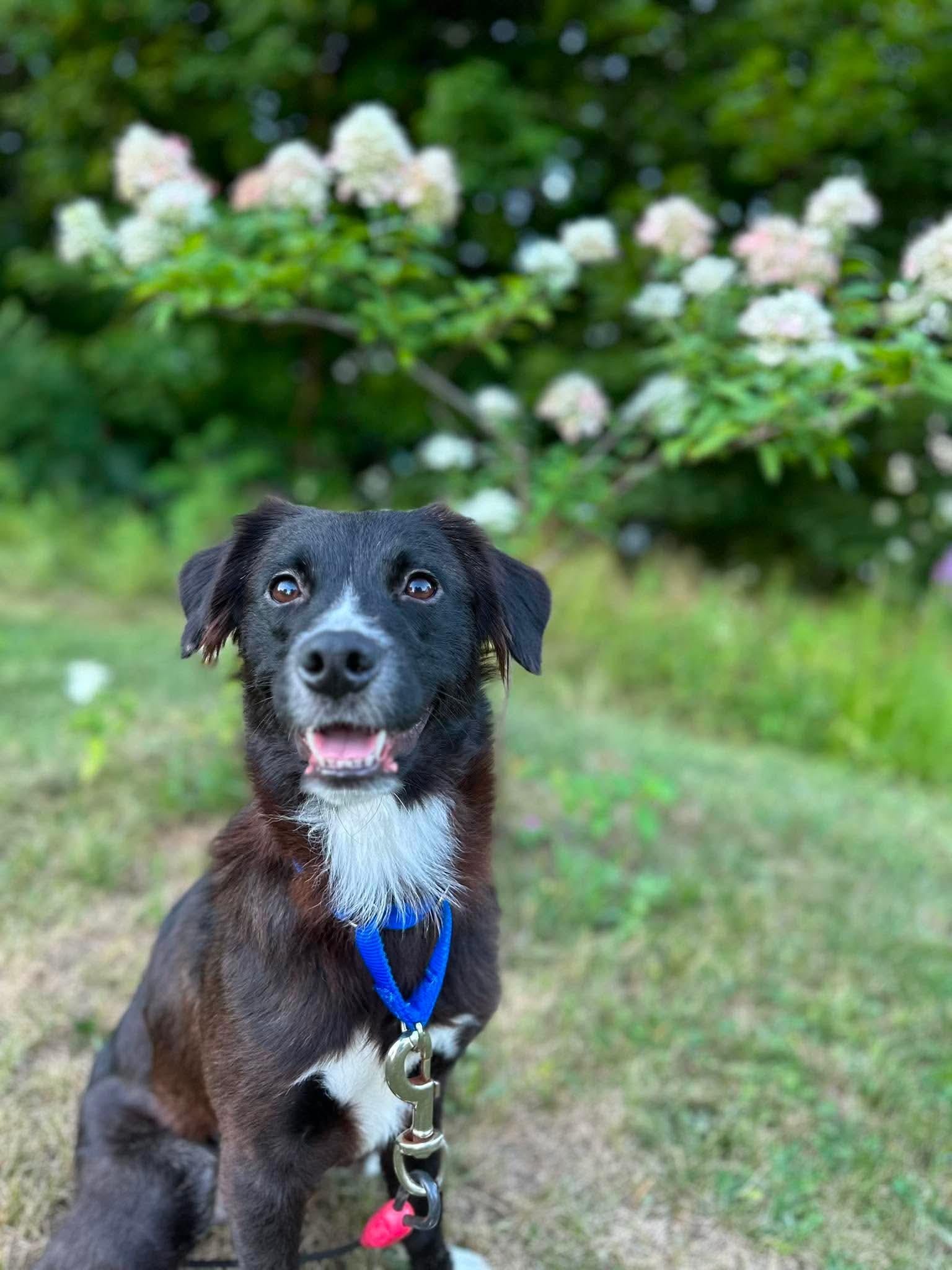Enlarge Allie, an adopted mixed breed in Kennebunk , ME image 5/6