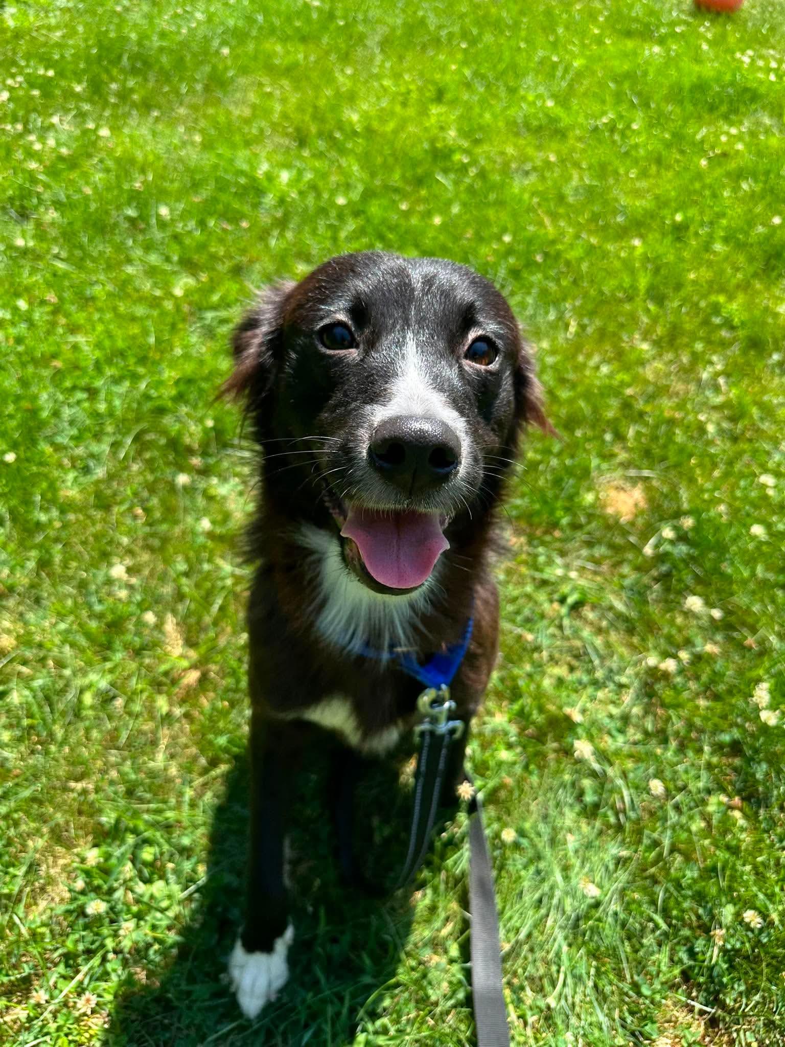 Allie, adopted, Young Female Border Collie.