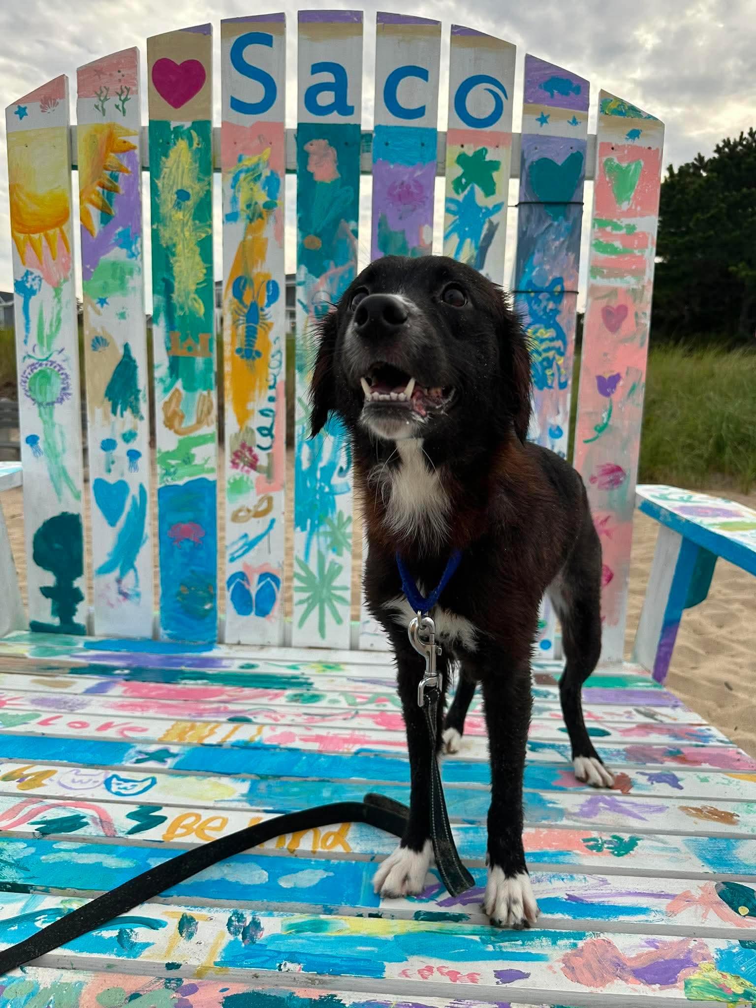 Enlarge Allie, an adopted mixed breed in Kennebunk , ME image 4/6