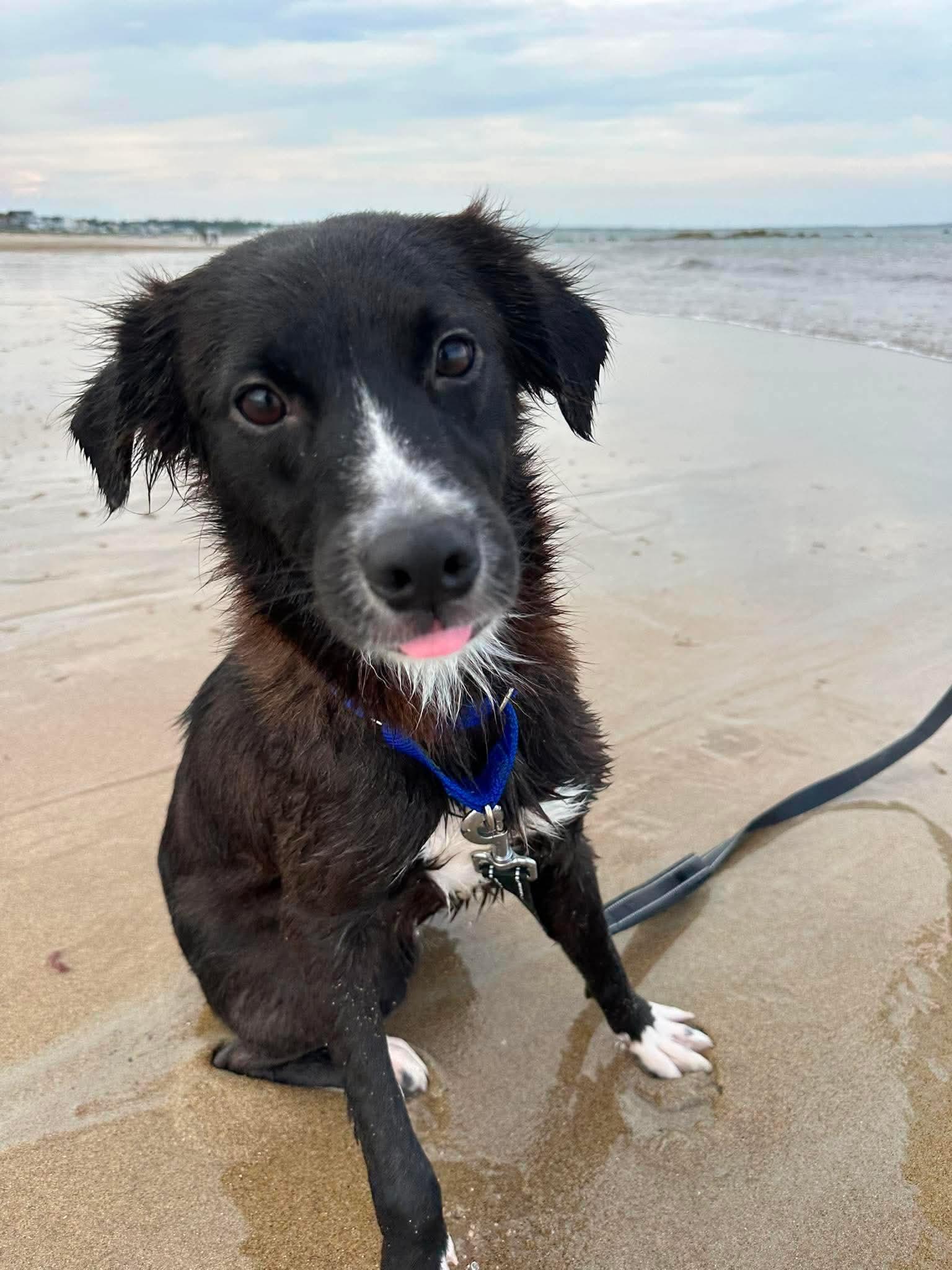 Enlarge Allie, an adopted mixed breed in Kennebunk , ME image 6/6