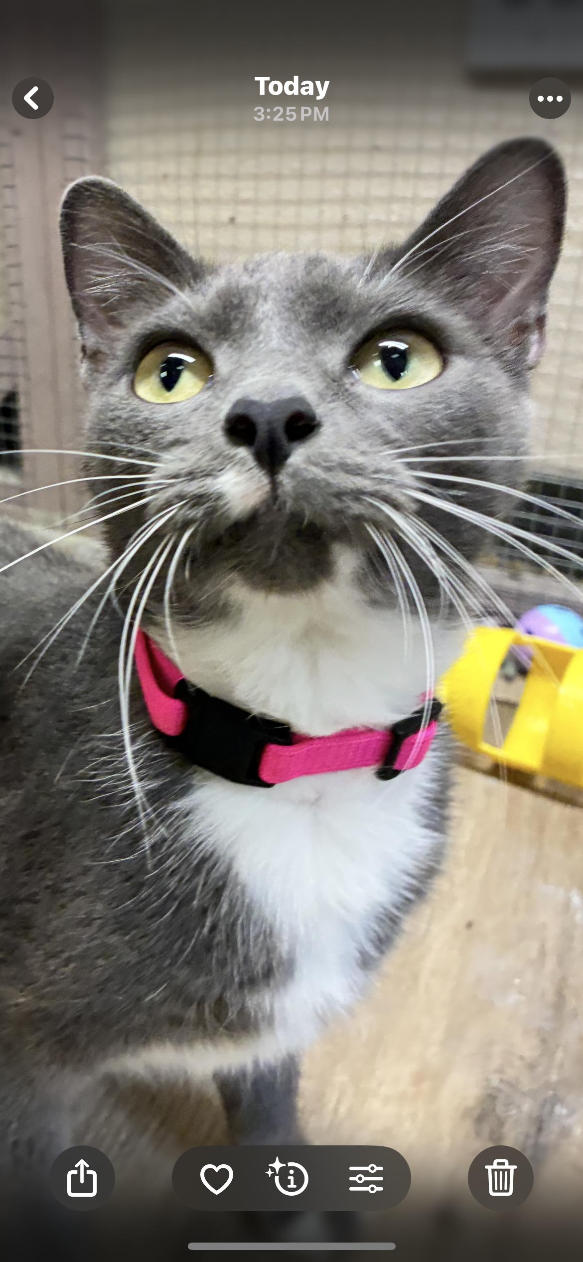 Klara Valentine, a Adoptable Domestic Short Hair in Saint Louis, MO image 2/3