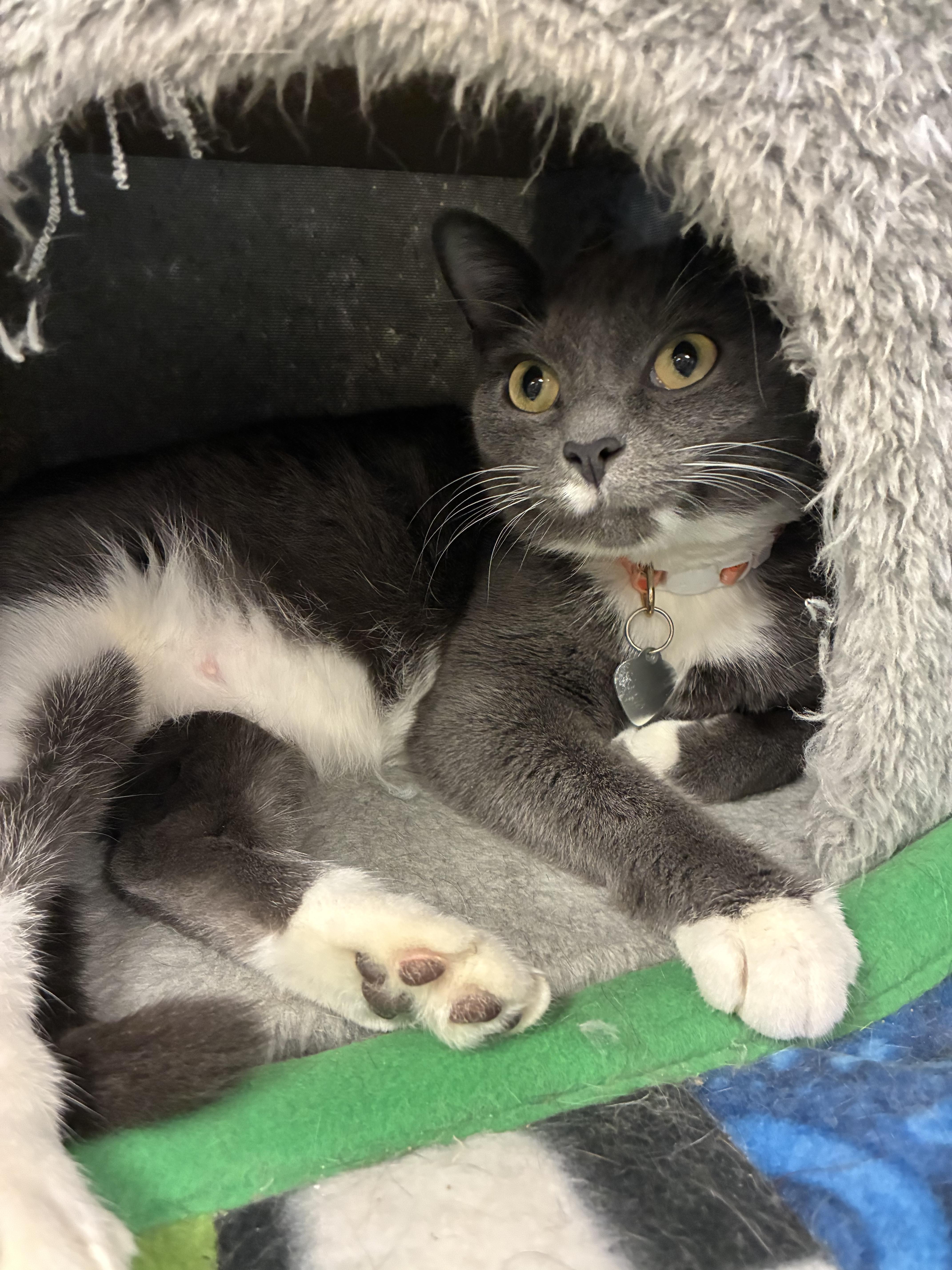 Klara Valentine, Adoptable, Young Female Domestic Short Hair.