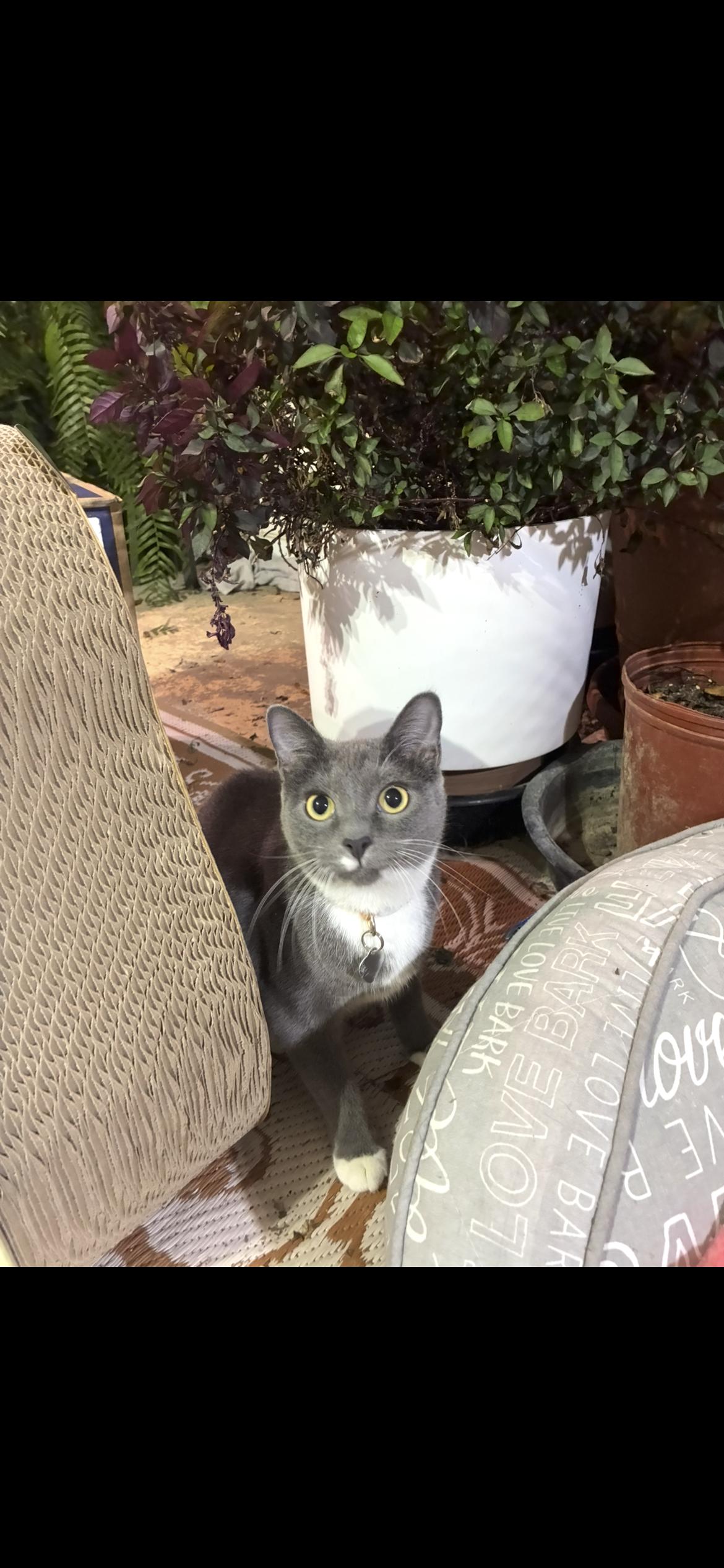 Klara Valentine, Adoptable, Young Female Domestic Short Hair.