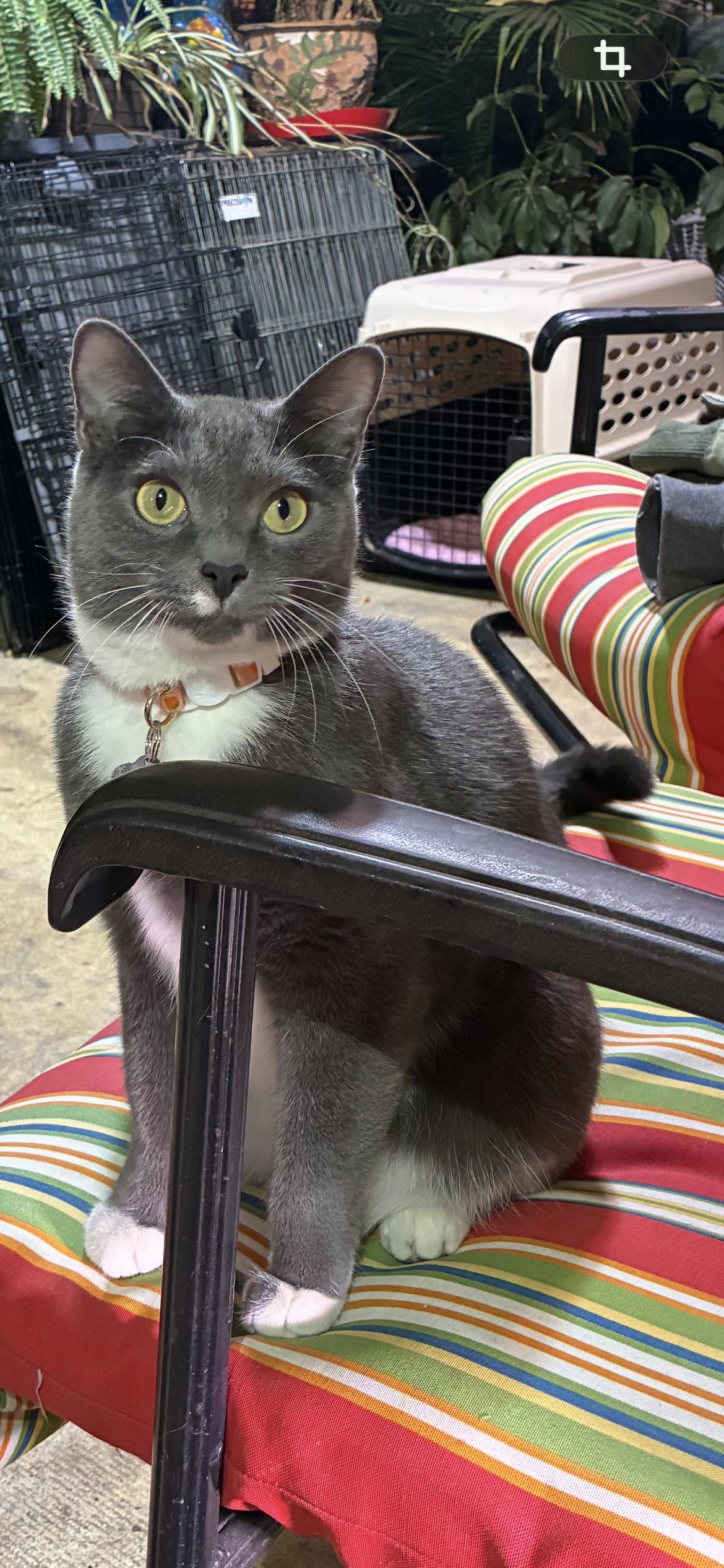 Enlarge Klara Valentine, a Adoptable Domestic Short Hair in Saint Louis, MO image 3/3