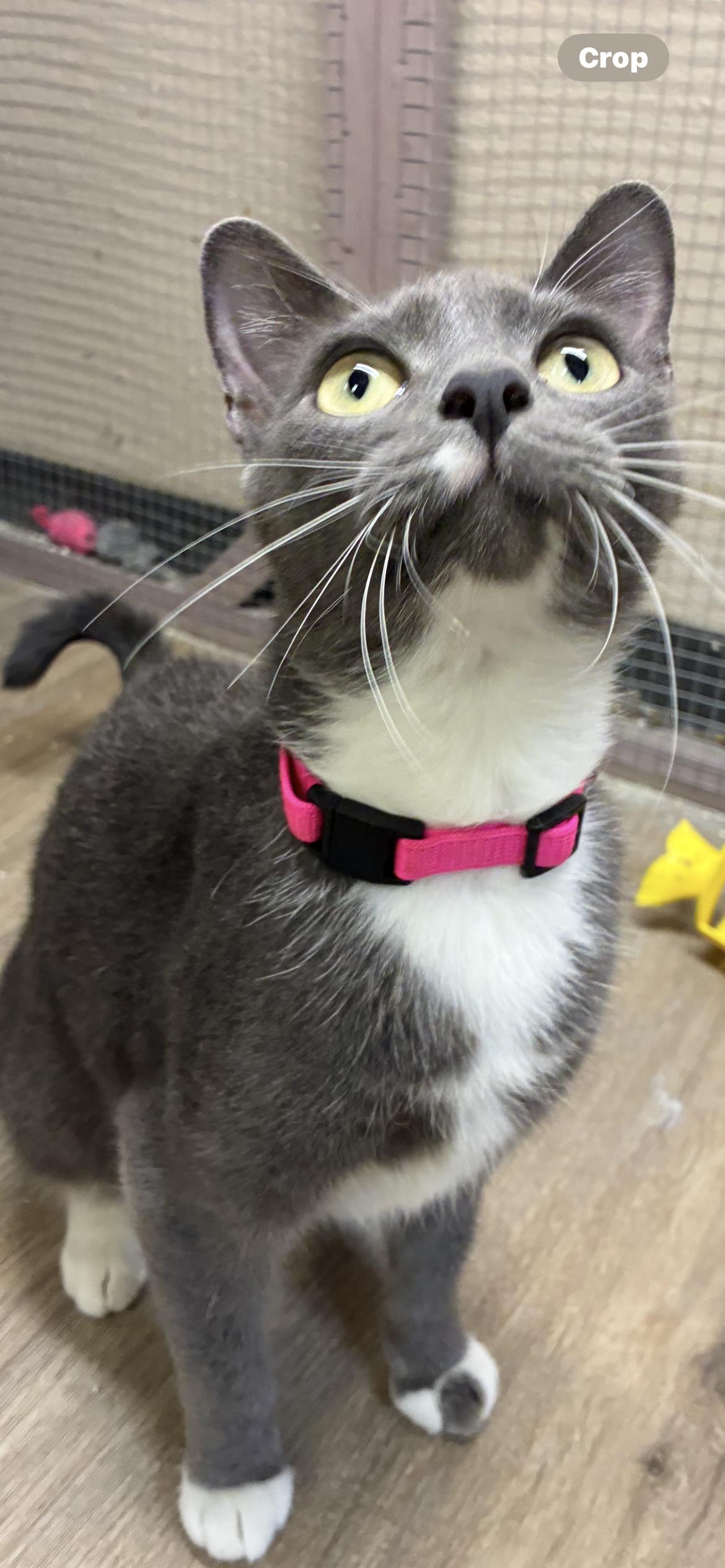Klara Valentine, a Adoptable Domestic Short Hair in Saint Louis, MO image 3/3