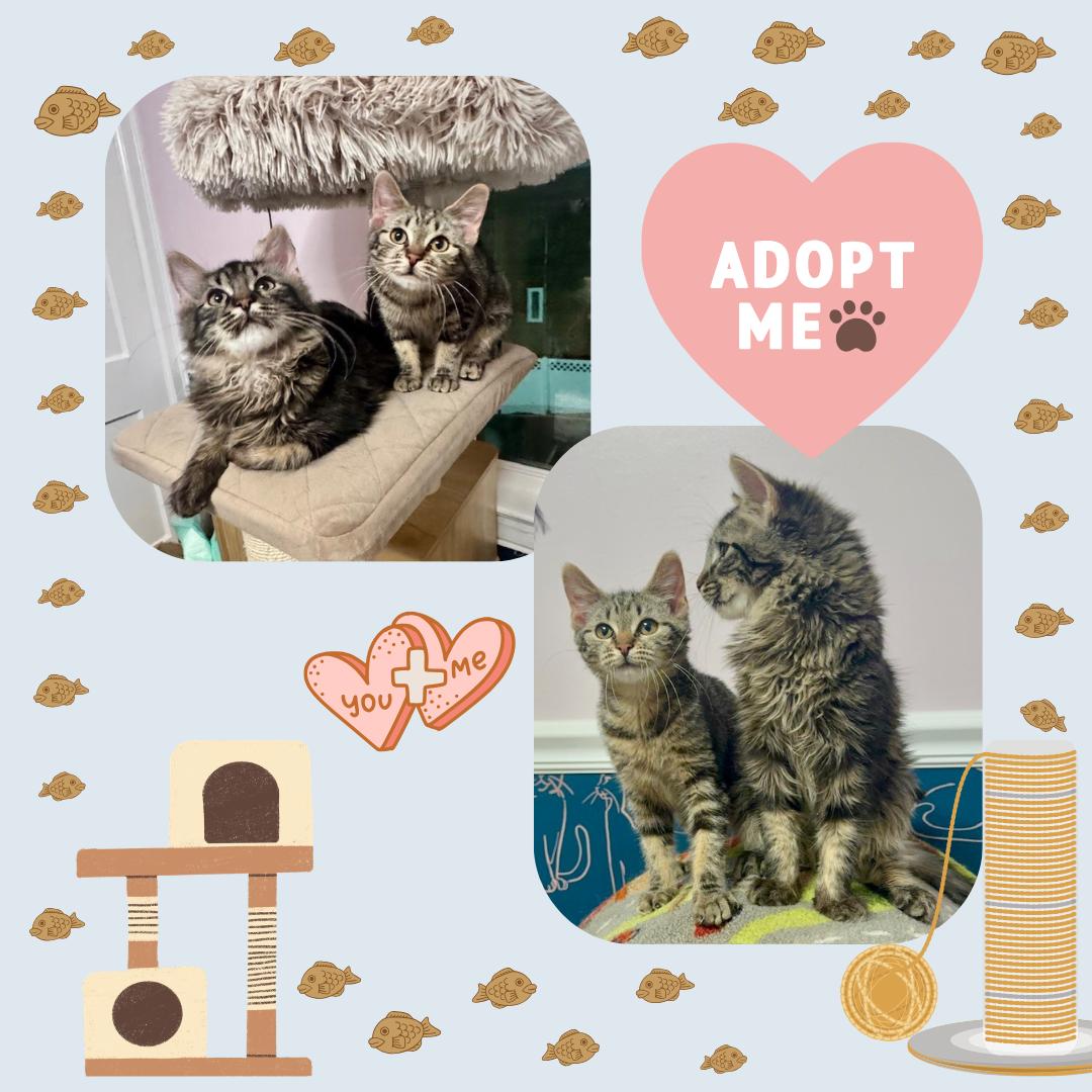 Enlarge Charlie & Charlotte, an adopted Domestic Medium Hair in Bronx, NY image 1/2