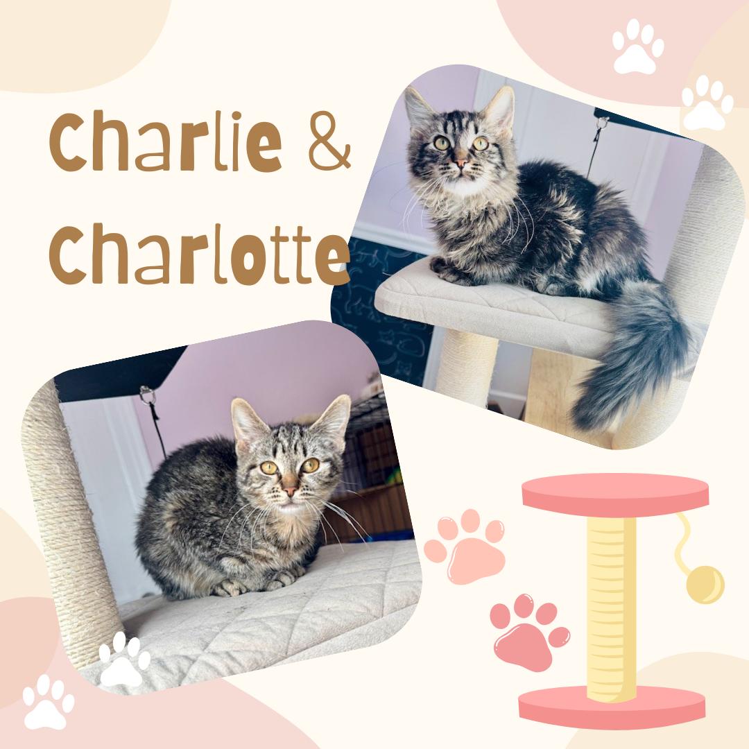 Enlarge Charlie & Charlotte, an adopted Domestic Medium Hair in Bronx, NY image 2/2