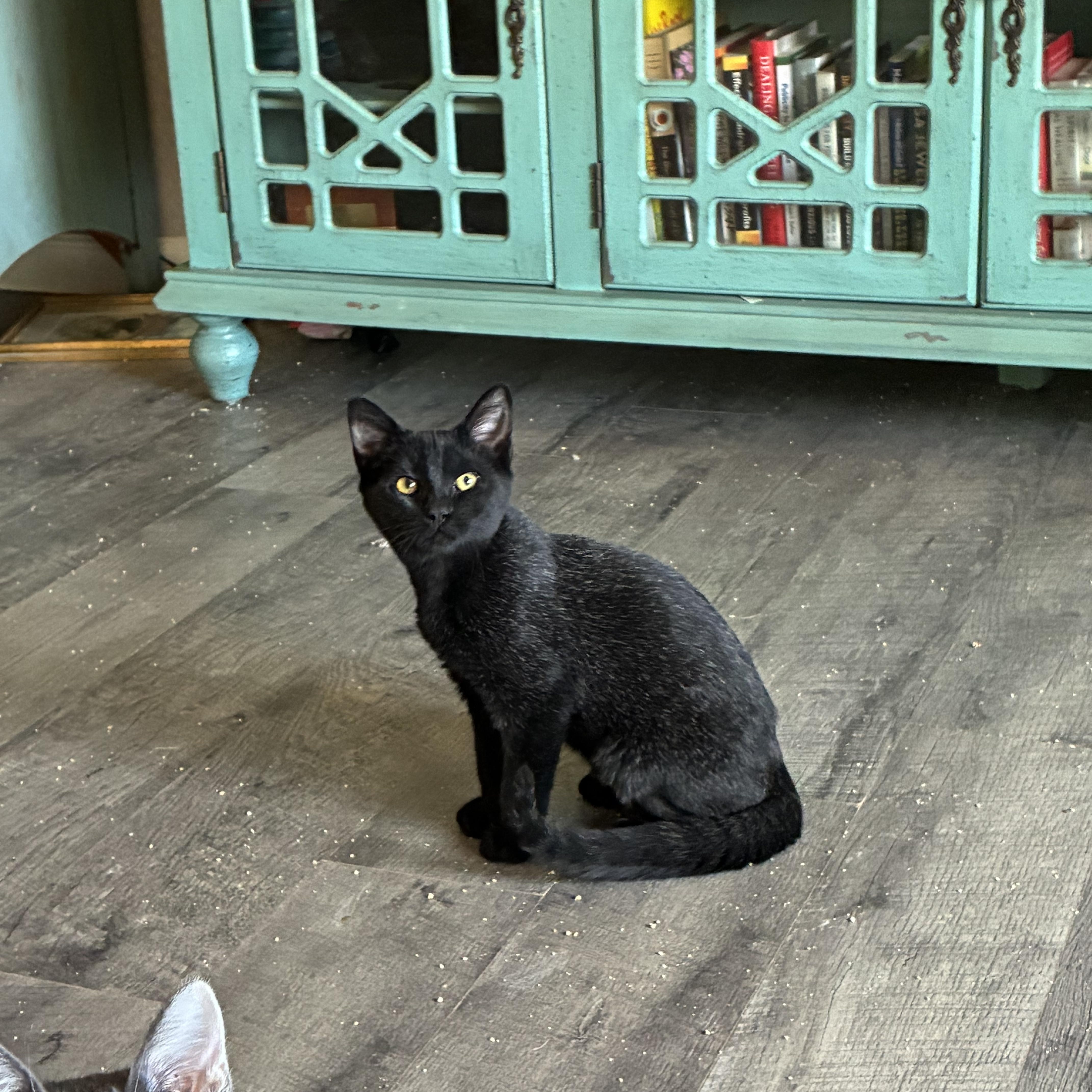 Enlarge Santiago, a Adoptable Domestic Short Hair in queen creek, AZ image 2/3