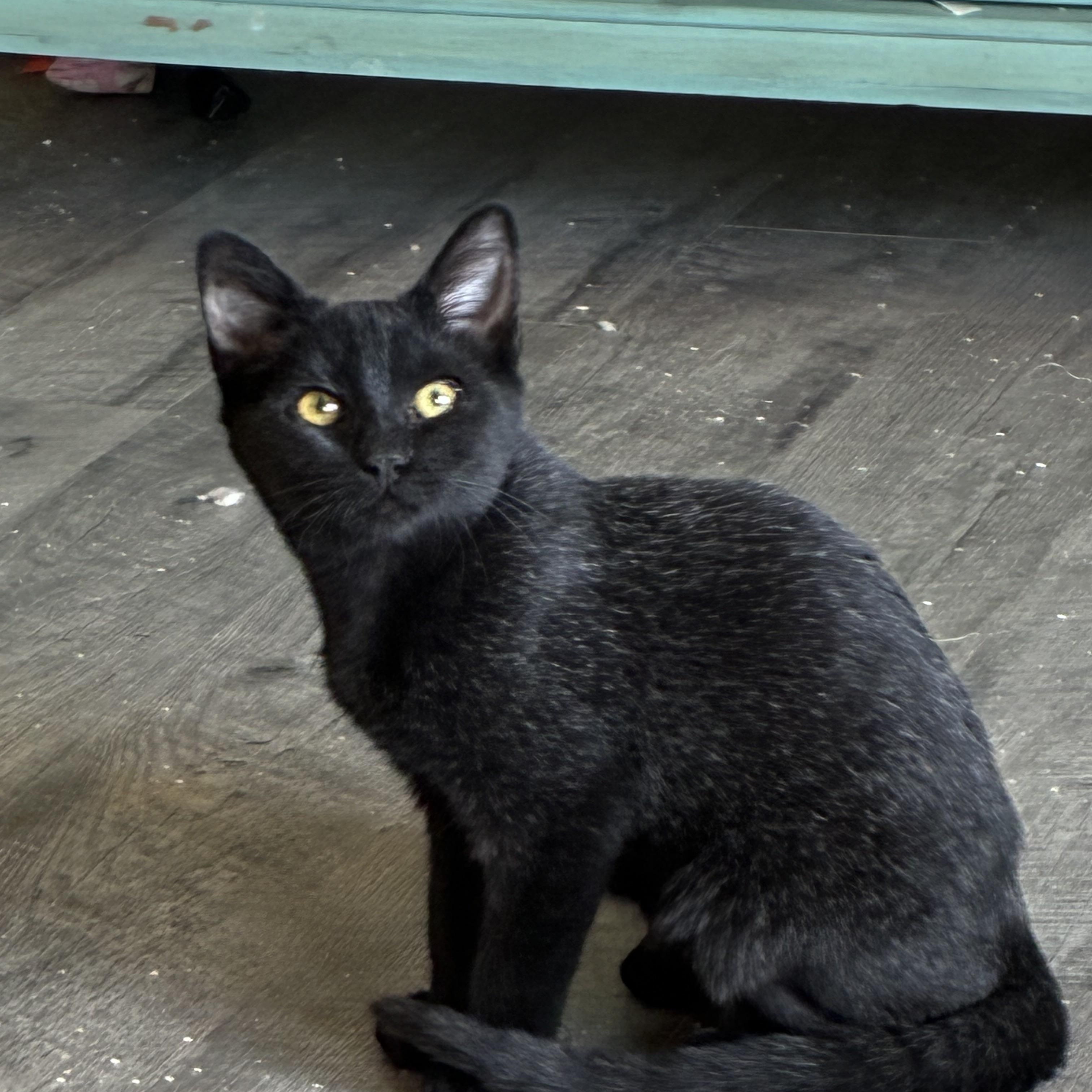 Santiago, Adoptable, Kitten Male Domestic Short Hair.