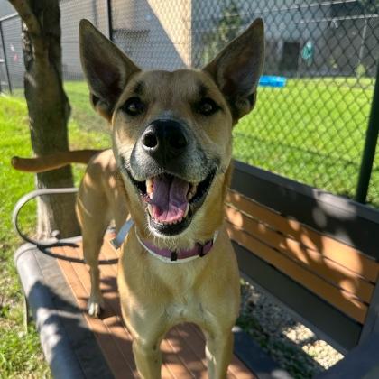 Enlarge Zoom, a Adoptable mixed breed in Dubuque, IA image 1/3