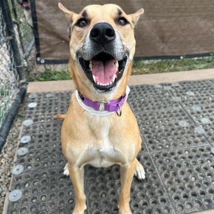 Enlarge Zoom, a Adoptable mixed breed in Dubuque, IA image 3/3